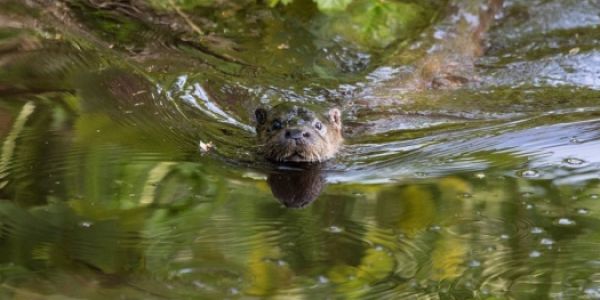 Otter Spotting & Wildlife 